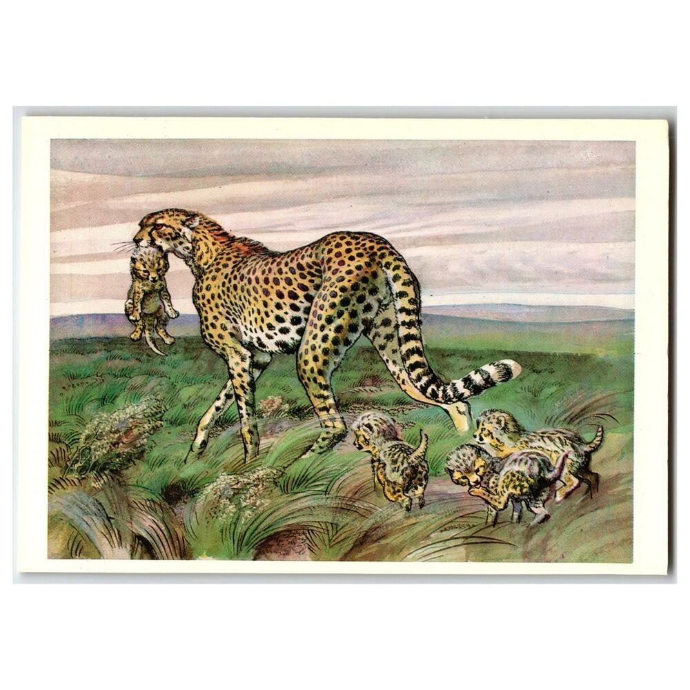 Vintage Russian Postcard Asiatic Cheetah Mother & Cubs Wildlife Art 1979